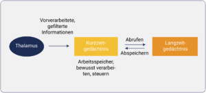 Eine Übersicht der Rolle des Thalamus bei der Übertragung von Gedächtnisinhalten zu Kurzzeit- und Langzeitgedächtnis