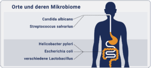 Bild: Mikrobielle Vielfalt entlang des Verdauungstrakts